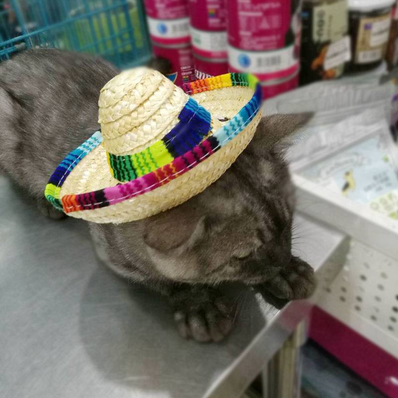 Sombrero mexicano para mascotas